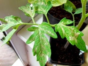 Tratamentul de tomate răsad Septoria mijloace și metode eficiente (răsad) Tratamentul Septoria răsaduri de roșii mijloace și metode eficiente