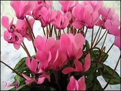 ciclamen tratament (Cyclamen tinctură tubercul) tratamentul ciclamen