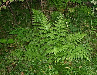 Athyrium medicinale de sex feminin (feminin) Herb lady-fern