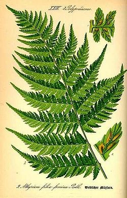 Athyrium medicinale de sex feminin (plante) Herb lady-fern
