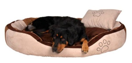 Lounger pentru sfaturi câine alegere (opțional) Lounger pentru recomandări cu privire la alegerea unui câine