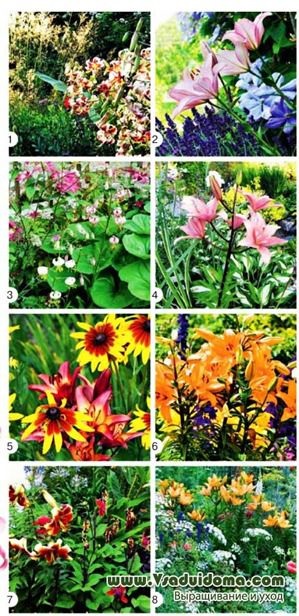 Lily în grădina de flori - apropierea de alte culori și de îngrijire, site-ul de grădină, cabana și plante de interior (de plantare și întreținere) Lily în grădina de flori - apropierea de alte culori și de îngrijire, site-ul de grădină, cabana și plante de apartament