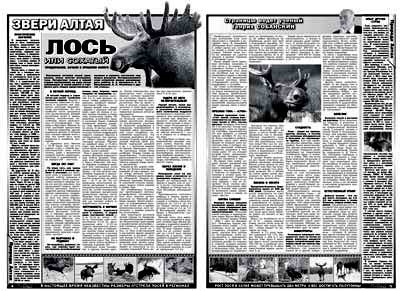 Elk sau elani (elani) Moose sau elani