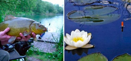 pescuit Tench pe greement tijă float, momeală și momeală (tachelaj) pescuit Tench pe greement tija float, nada si momeala