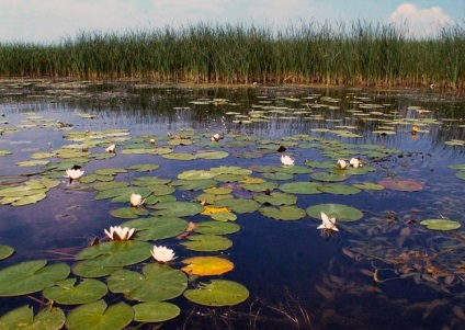 pescuit Tench pe greement tijă float, momeală și momeală (tachelaj) pescuit Tench pe greement tija float, nada si momeala