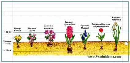 plante bulboase tuberculate și rhizomatous și flori - fotografie și de plantare, site-ul de grădină, cabana și camera (fotografii) plante bulboase tuberculate și rhizomatous și flori - fotografie și de plantare, site-ul de grădină, cabana și camera