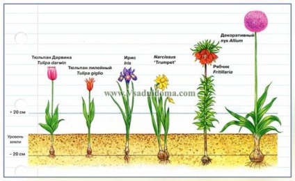 plante bulboase tuberculate și rhizomatous și flori - fotografie și de plantare, locul de grădină, cabana și camera (când) plante bulboase tuberculate și rhizomatous și flori - fotografie și de plantare, site-ul de grădină, cabana și camera