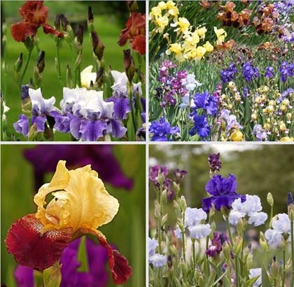 iris bulboase (olandeză) de plantare, îngrijire și consiliere din grădinari (de îngrijire) iris bulboase (olandeză) de plantare, îngrijire și consiliere din grădinari