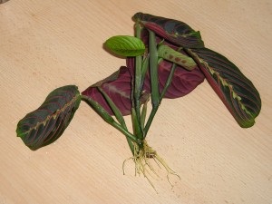 Maranatha de îngrijire la domiciliu (îngrijire medicală la domiciliu) de îngrijire la domiciliu Maranatha