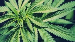 Marijuana - consumul nociv, dependenta, dependenta de tratament (marijuana) Marijuana - utilizare dăunătoare, dependență, tratamentul dependenței