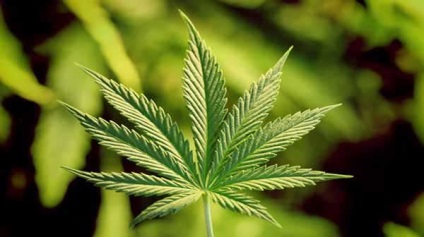Marijuana - consumul nociv, dependenta, dependenta de tratament (marijuana) Marijuana - utilizare dăunătoare, dependență, tratamentul dependenței