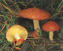 Masha Lukashkina () Masha Lukashkin