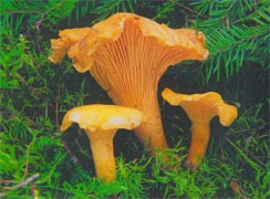 Masha Lukashkina () Masha Lukashkin