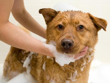 dog Clipper - ce să aleagă pentru o tunsoare bun (pentru a alege) dog Clipper - ce să aleagă pentru o tunsoare bună