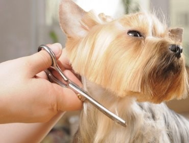 dog Clipper - ce să aleagă pentru o tunsoare bună (mașină) dog Clipper - ce să aleagă pentru o tunsoare bună