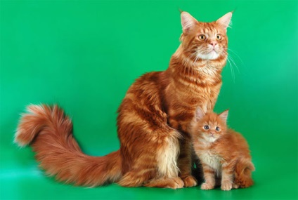 Maine Coon despre rasa - pisicile din rasa (pisici) Maine Coon despre rasa - pisicile din rasa