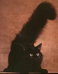 Maine Coon despre rasa - pisicile din rasa (pisici) Maine Coon despre rasa - pisicile din rasa