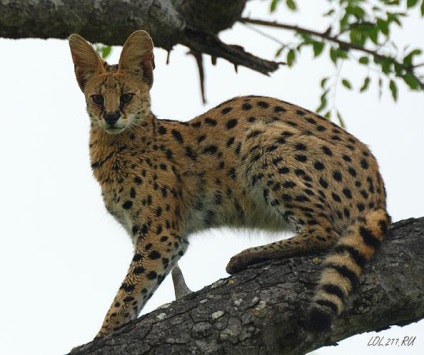 feline World News (Știri) World News feline