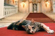 feline World News (Știri) World News feline