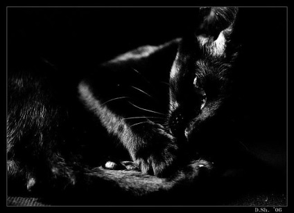 feline World News (Știri) World News feline