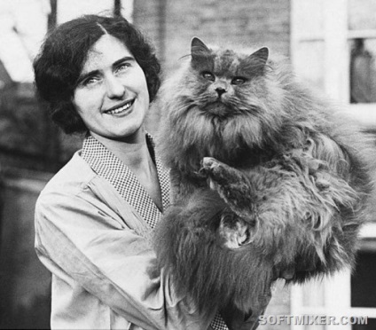 feline World News (Știri) World News feline