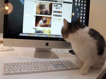 feline World News (Știri) World News feline