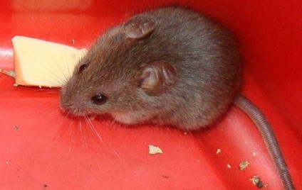 Istoria mouse-ul și om de dușmănie prietenie, mouse-ul, mișcările mouse-ului, Dodge, stare de nervozitate, otravă tone (poveste) Mouse-ul și istoria omului de dușmănie prietenie, mouse-ul, mișcările mouse-ului, Dodge, stare de nervozitate, ton otravă,