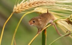 Istoria mouse-ul și om de dușmănie prietenie, mouse-ul, mișcările mouse-ului, Dodge, stare de nervozitate, otravă tone (mouse-ul) Mouse-ul și istoria omului de dușmănie prietenie, mouse-ul, mișcările mouse-ului, Dodge, stare de nervozitate, ton otravă,