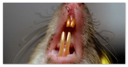 Mouse-ul - raportul speciei (șoarece) Mouse pentru copii - tipuri de rapoarte