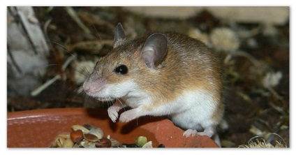 Mouse-ul - raportul speciei (șoarece) Mouse pentru copii - tipuri de rapoarte