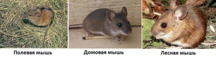 Mouse-ul - raportul speciei (șoarece) Mouse pentru copii - tipuri de rapoarte