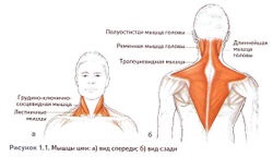 mușchii gâtului (poziția reciprocă a vertebrelor) mușchii gâtului