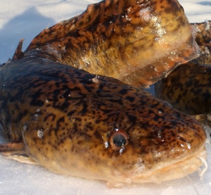 Milt și burbot ROE - cum să gătească (găti burbot caviar ROE) Milt și burbot ROE - cum să gătească