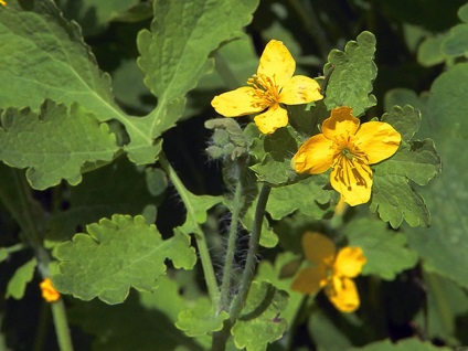 Metodele traditionale de combatere a afidelor, afidelor și prevenirea semnelor de deteriorare a plantelor (luptă) Metodele traditionale de combatere a afidelor, afidelor și prevenirea simptomelor de vătămare a plantelor