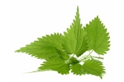 remedii populare pentru chelie (alopecie) remedii populare pentru chelie