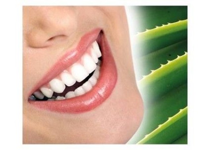 Tinctura proprietăților aloe și aplicarea (infuzie de alcool miere aloe face articulatii reteta Kagor) Tinctura de aloe Proprietăți și aplicații