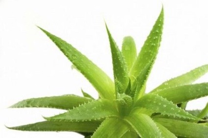 Tinctura proprietăților aloe și aplicarea (infuzie) Tinctura de aloe Proprietăți și aplicații
