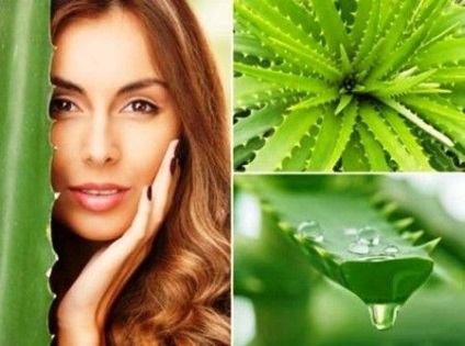 Tinctura proprietăților aloe și aplicații (perfuzii aplicare aloe) Tinctura de aloe Proprietăți și aplicații