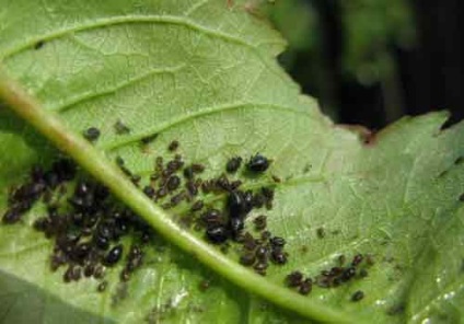 tutun de infuzie pentru dăunătorilor gradina (dăunătorilor) Infuzia de tutun pentru grădină de dăunători