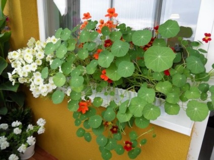 Nasturtium cu privire la cultivarea balcon și loggie, plantarea și îngrijirea (foto, video) (Nasturtium este un balcon) Nasturtium pe balcon și loggia cultivare, de plantare și îngrijire (foto, video)
