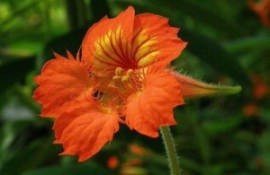 Nasturtium privind cultivarea balcon și loggie, de plantare și îngrijire (foto, video) (de îngrijire) Nasturtium pe balcon și loggia cultivare, de plantare și îngrijire (foto, video)