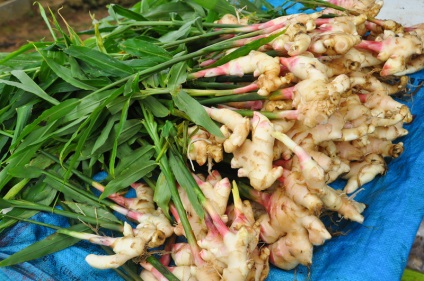 Natural înseamnă migrenă (Ayurveda) Un remediu natural pentru migrena