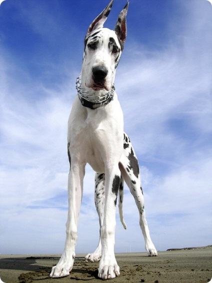 Great Dane, fotografii Great Dane (Great Dane) Great Dane, Great Dane fotografii