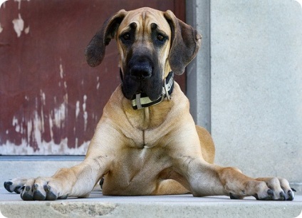 Great Dane, Great Dane (poze imagini Great Dane) Great Dane, Great Dane fotografii