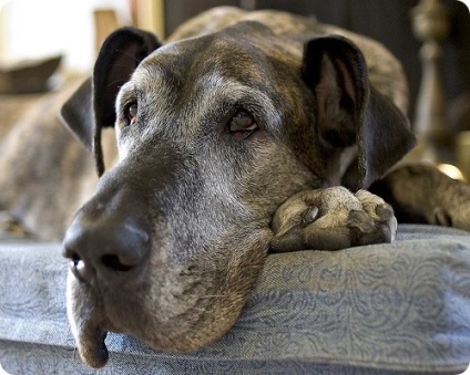 Great Dane, Great Dane fotografii (câine) Great Dane, Great Dane fotografii