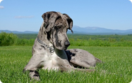 Great Dane, imagini Great Dane (germană) Great Dane, Great Dane fotografii