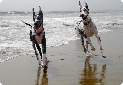 Great Dane, imagini Great Dane (germană) Great Dane, Great Dane fotografii
