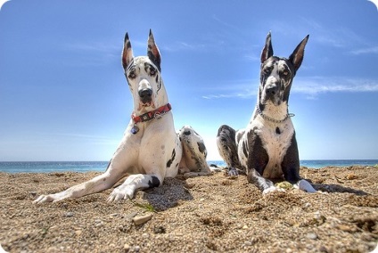 Great Dane, imagini Great Dane (germană) Great Dane, Great Dane fotografii