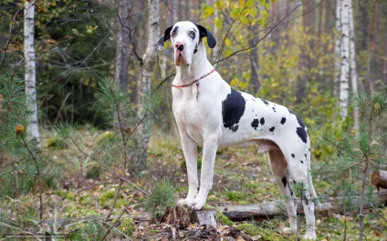 Great Dane imagine Great Dane (câine) Great Dane imagine Great Dane
