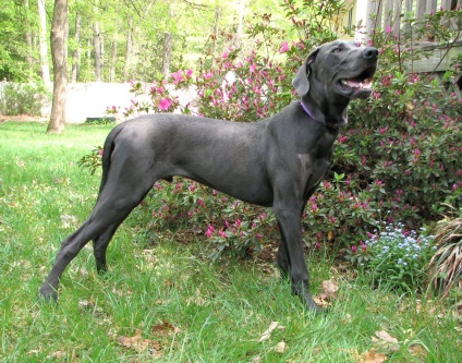 Great Dane imagine Great Dane (câine) Great Dane imagine Great Dane